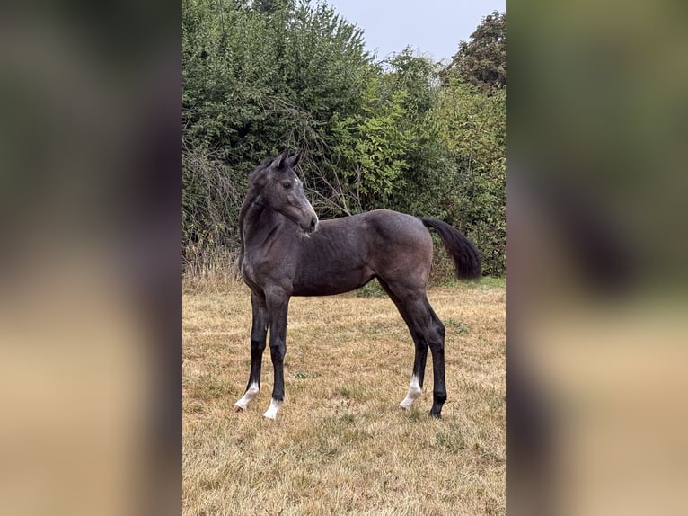 Holstein Mare Foal (01/2025) Can be white in Moringen Holstein Mare Foal (01/2025) Can be white in Moringen