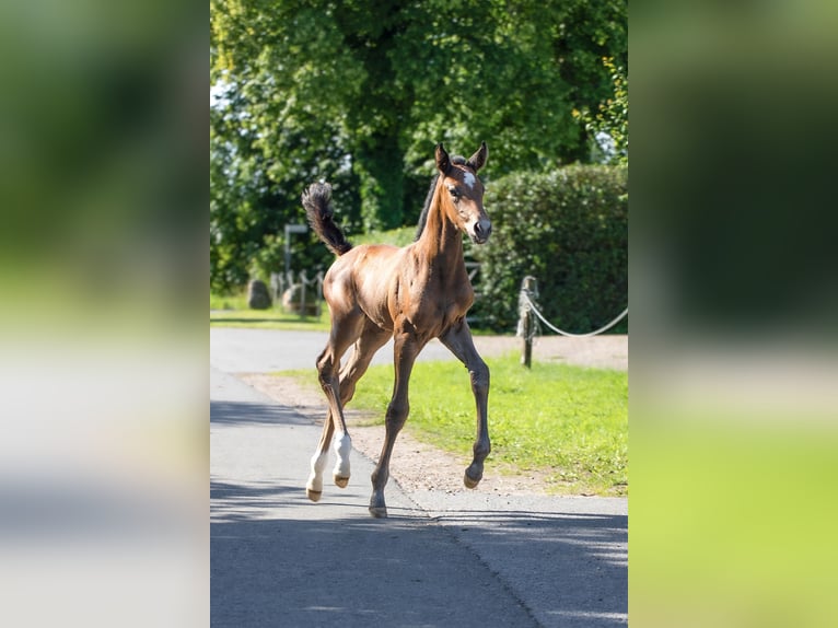 Holstein Mare Foal (06/2026) Can be white in Westerhorn