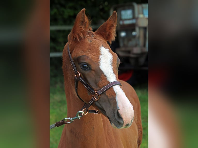 Holstein Mare Foal (05/2025) Chestnut in Hamburg Duvenstedt
