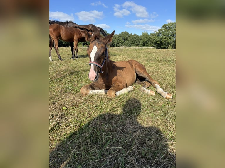Holstein Mare Foal (05/2025) Chestnut in Hamburg Duvenstedt
