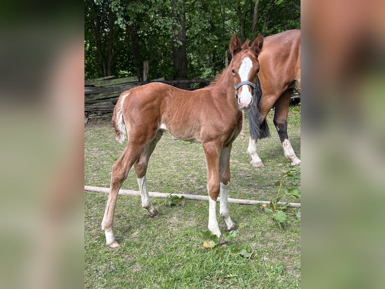 Holstein Mare Foal (05/2025) Chestnut in Hamburg Duvenstedt