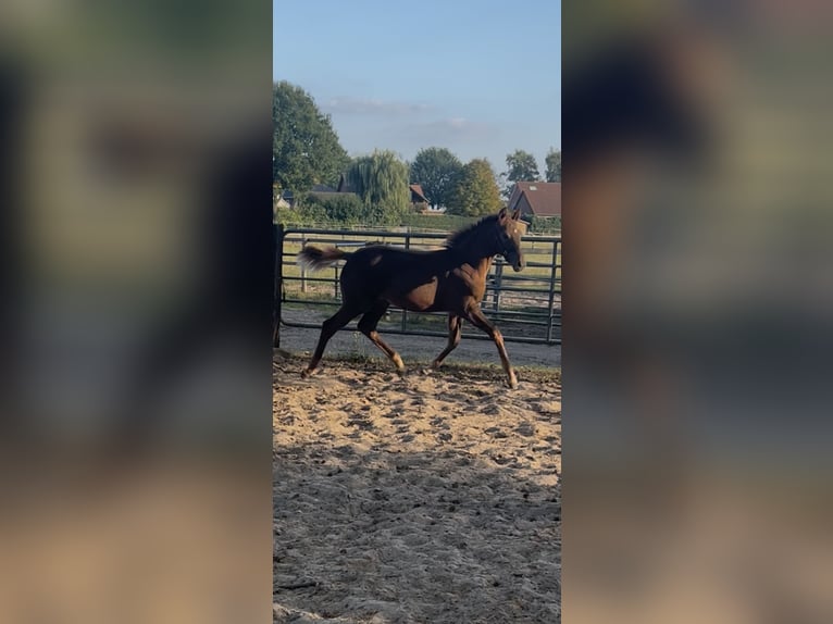 Holstein Mare Foal (05/2025) Chestnut in Lengenbostel