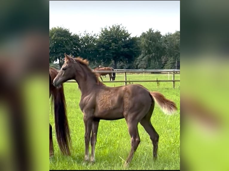 Holstein Mare Foal (05/2025) Chestnut in Lengenbostel