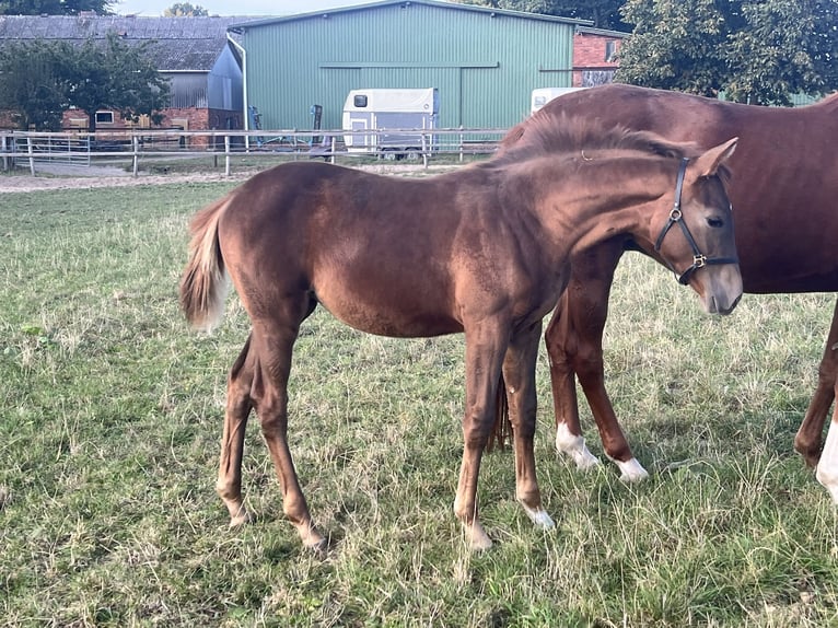Holstein Mare Foal (05/2025) Chestnut in Lengenbostel