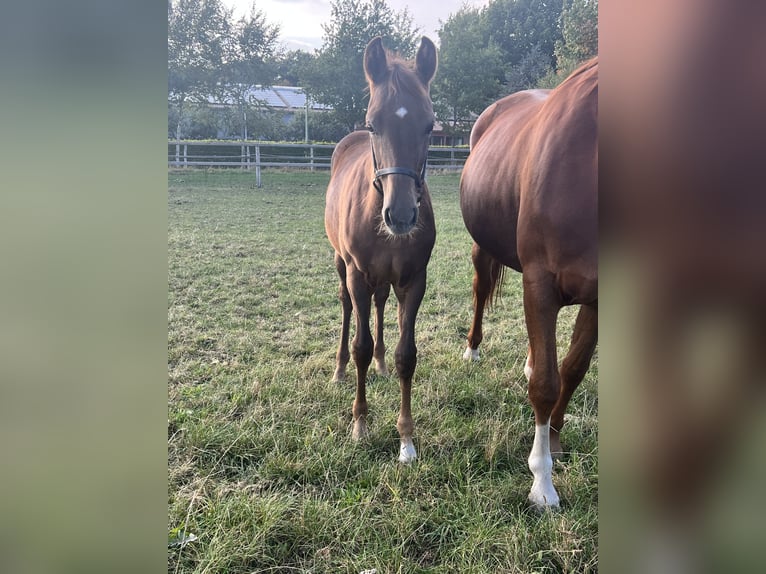 Holstein Mare Foal (05/2025) Chestnut in Lengenbostel