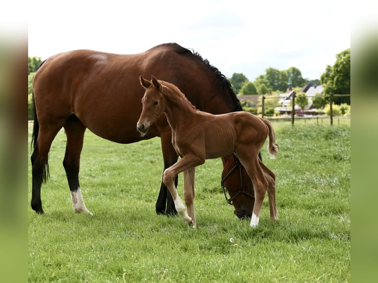 Holstein Mare Foal (05/2025) Chestnut in Haseldorf