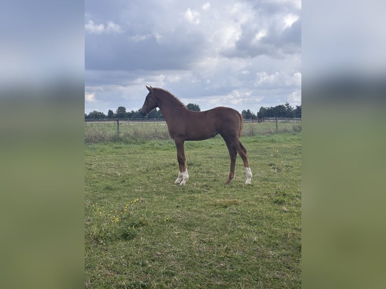 Holstein Mare Foal (05/2025) Chestnut in Haseldorf