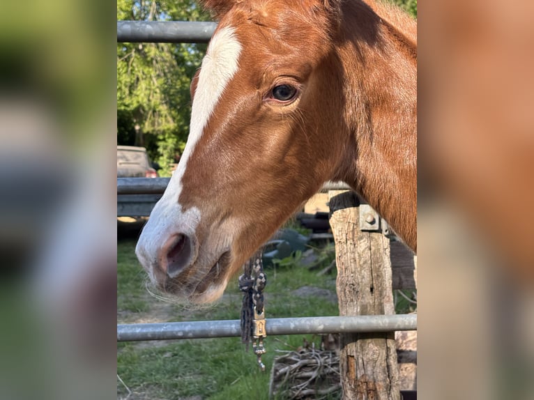 Holstein Mare  Chestnut-Red in Hamburg Duvenstedt