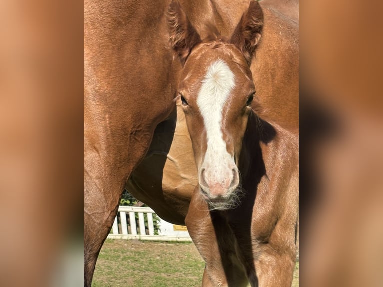 Holstein Mare  Chestnut-Red in Hamburg Duvenstedt