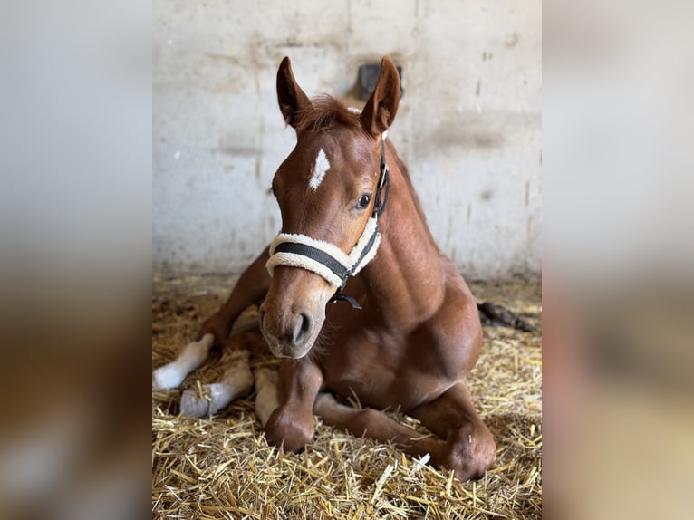 Holstein Mare Foal (05/2026) Chestnut-Red in Schwandorf