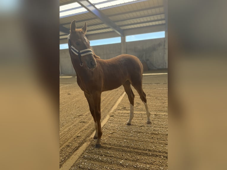 Holstein Mare Foal (05/2026) Chestnut-Red in Schwandorf