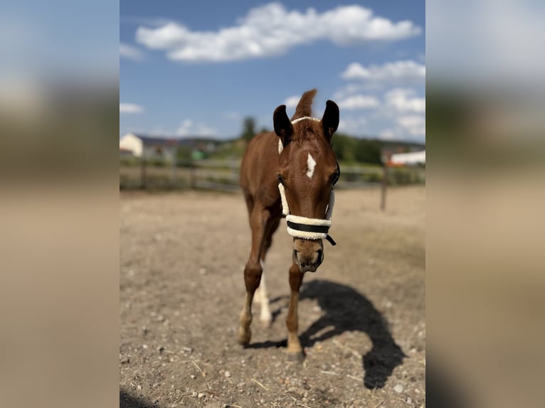 Holstein Mare Foal (05/2026) Chestnut-Red in Schwandorf