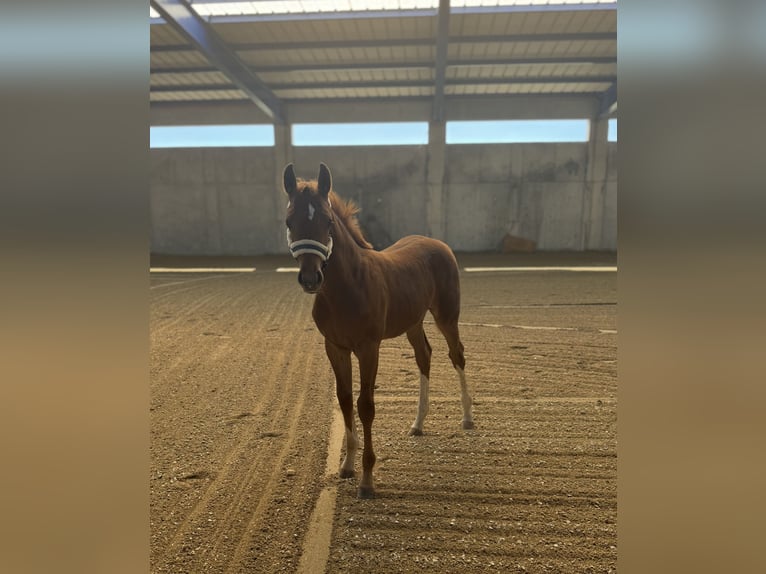 Holstein Mare Foal (05/2026) Chestnut-Red in Schwandorf