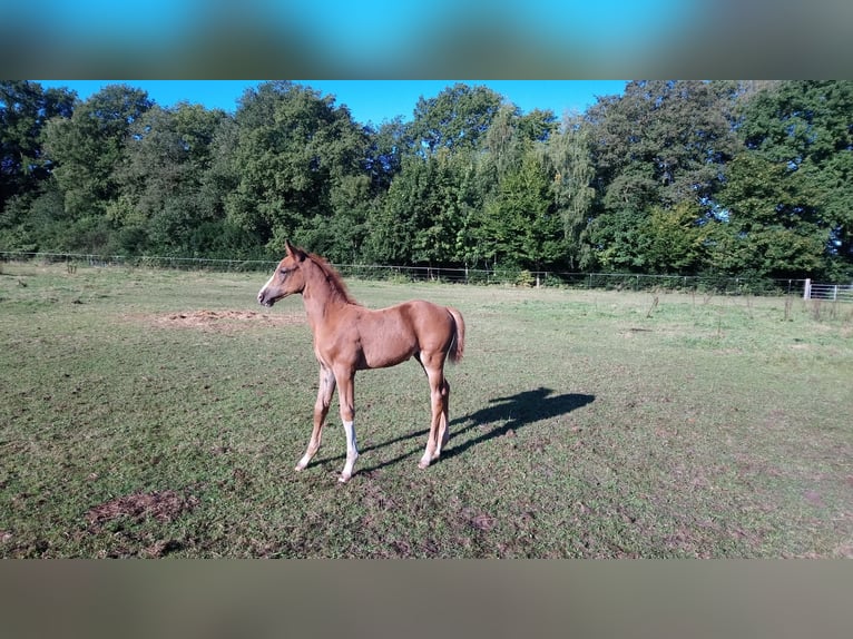 Holstein Mare Foal (07/2025) Chestnut-Red in Appen