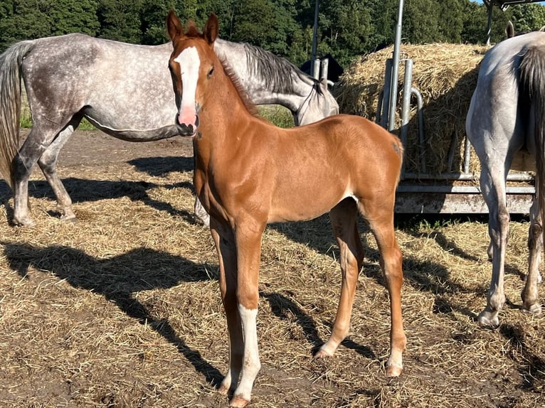 Holstein Mare Foal (07/2025) Chestnut-Red in Appen
