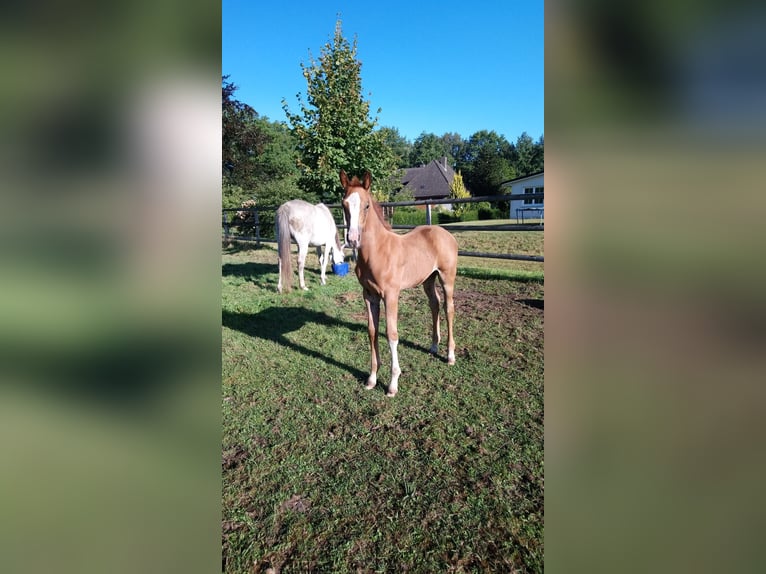 Holstein Mare Foal (07/2025) Chestnut-Red in Appen
