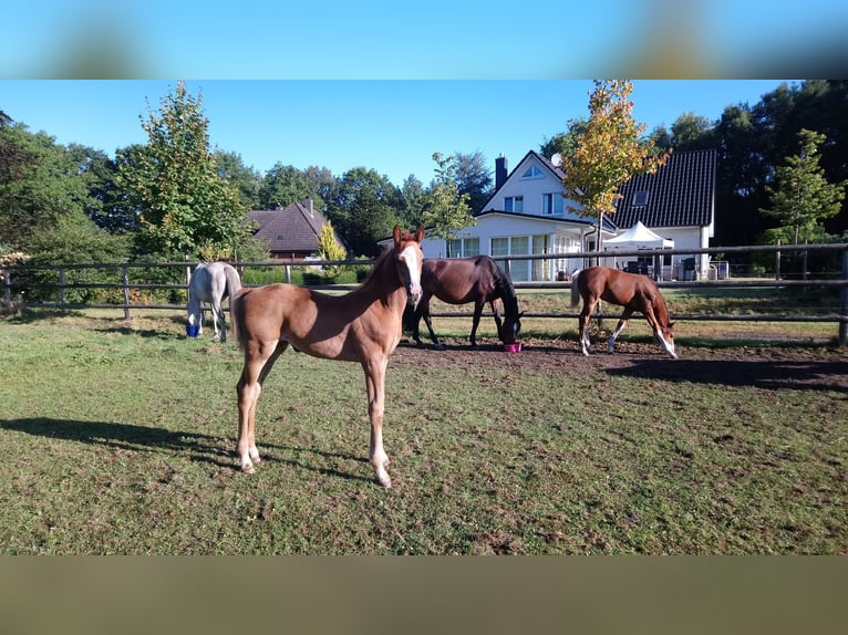 Holstein Mare Foal (07/2025) Chestnut-Red in Appen