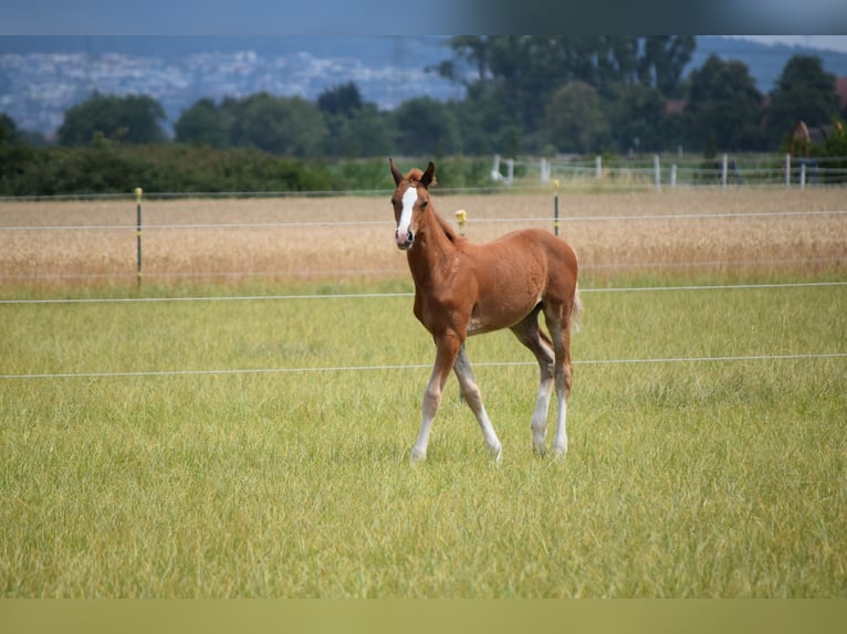 Holstein Mare Foal (06/2025) Chestnut-Red in Sandhausen Holstein Mare Foal (06/2025) Chestnut-Red in Sandhausen