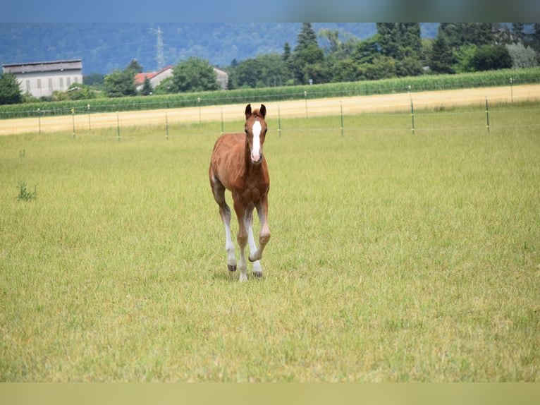 Holstein Mare Foal (06/2025) Chestnut-Red in Sandhausen Holstein Mare Foal (06/2025) Chestnut-Red in Sandhausen