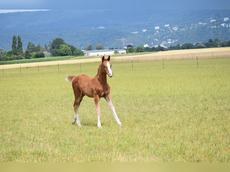 Holstein Mare Foal (06/2025) Chestnut-Red in Sandhausen Holstein Mare Foal (06/2025) Chestnut-Red in Sandhausen