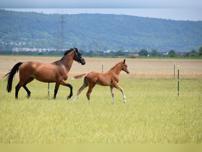 Holstein Mare Foal (06/2025) Chestnut-Red in Sandhausen Holstein Mare Foal (06/2025) Chestnut-Red in Sandhausen