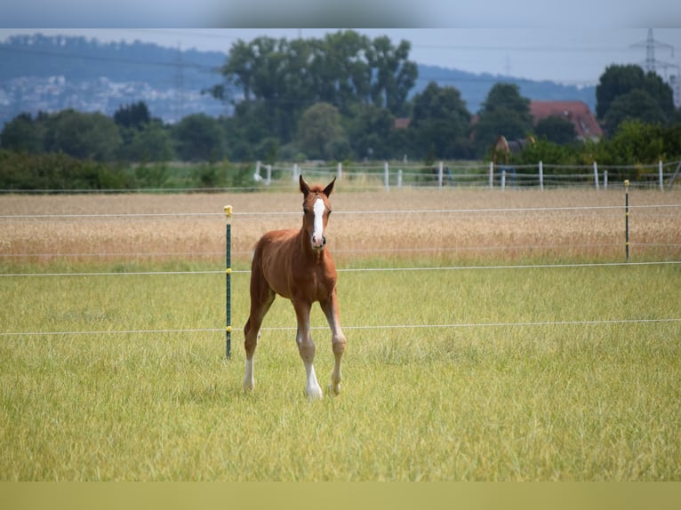 Holstein Mare Foal (06/2025) Chestnut-Red in Sandhausen Holstein Mare Foal (06/2025) Chestnut-Red in Sandhausen