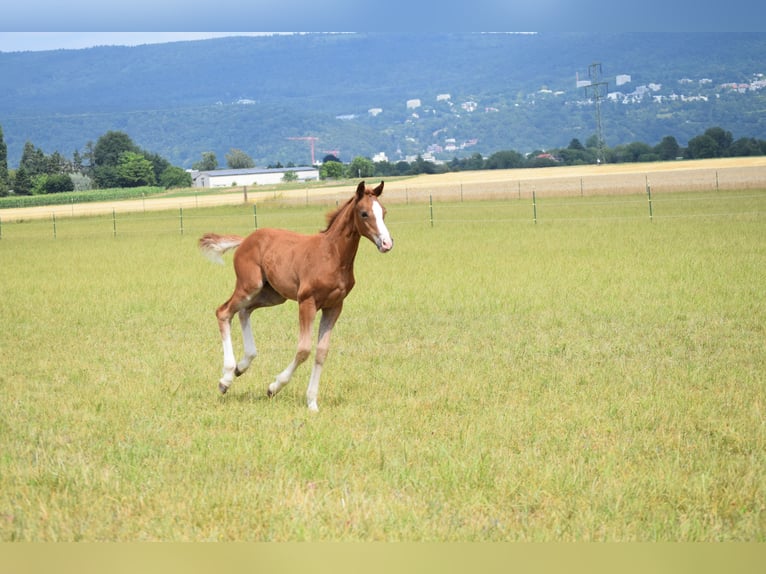 Holstein Mare Foal (06/2025) Chestnut-Red in Sandhausen Holstein Mare Foal (06/2025) Chestnut-Red in Sandhausen
