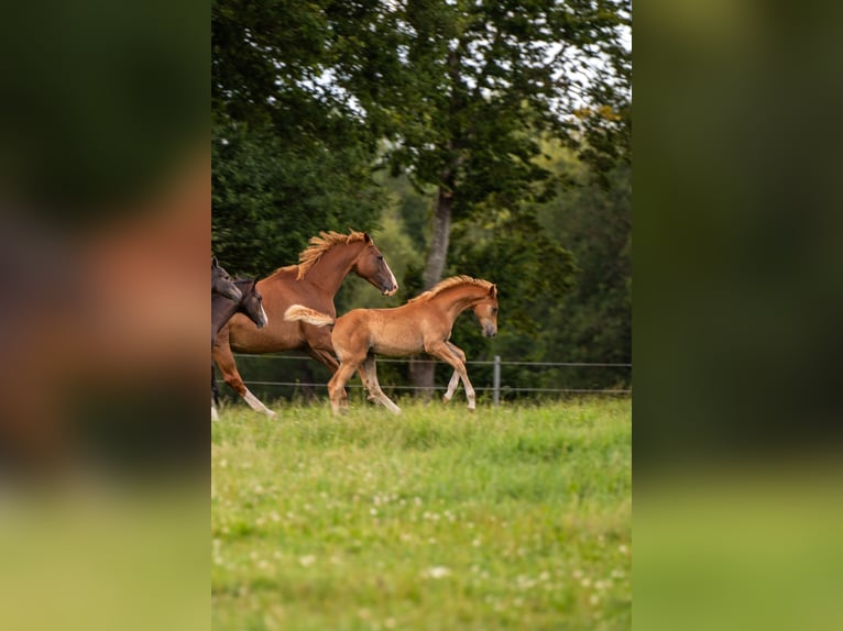 Holstein Mare Foal (04/2026) Chestnut-Red in Westerhorn
