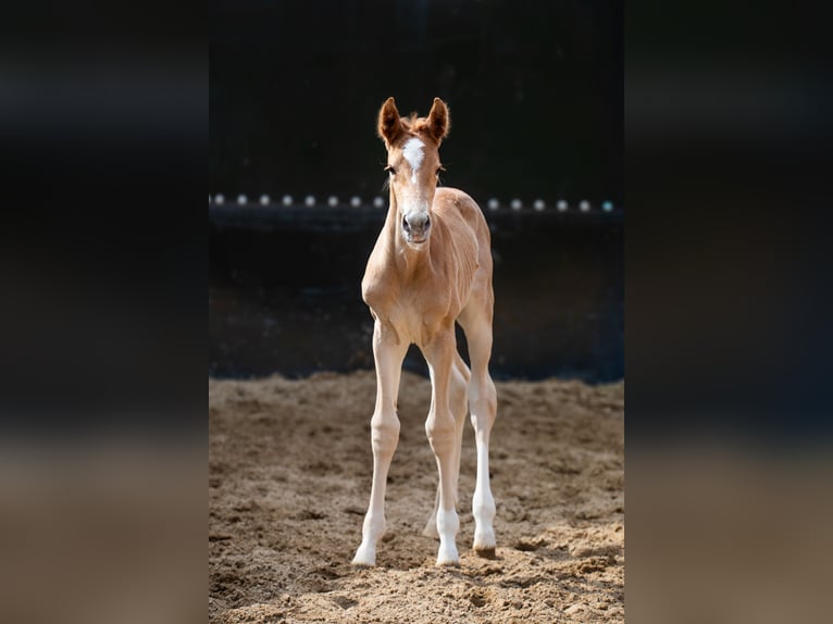 Holstein Mare Foal (04/2026) Chestnut-Red in Westerhorn