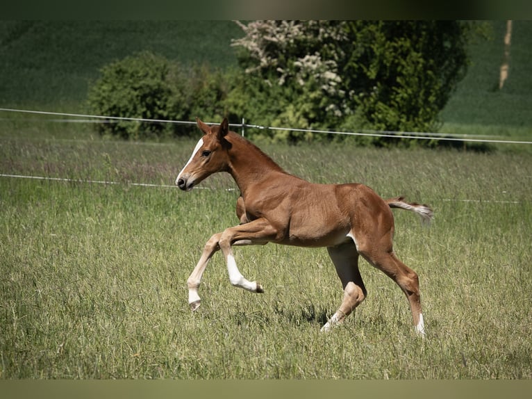 Holstein Mare Foal (04/2025) Chestnut in Bad Rappenau