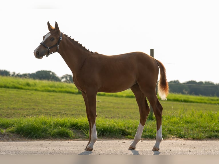 Holstein Mare Foal (04/2025) Chestnut in Bad Rappenau