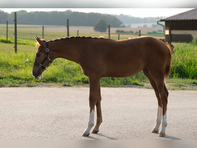 Holstein Mare Foal (04/2025) Chestnut in Bad Rappenau