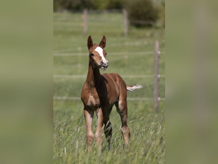 Holstein Mare Foal (04/2025) Chestnut in Bad Rappenau