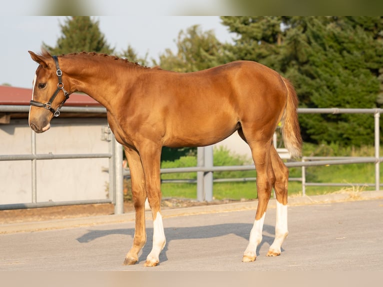 Holstein Mare Foal (04/2025) Chestnut in Bad Rappenau