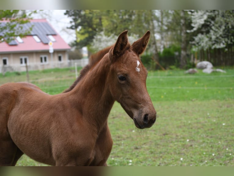 Holstein Mare Foal (04/2024) Chestnut in Datzetal