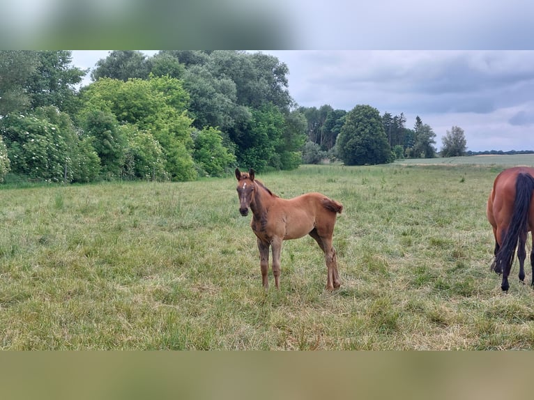 Holstein Mare Foal (04/2024) Chestnut in Datzetal