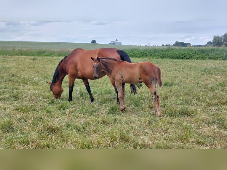 Holstein Mare Foal (04/2024) Chestnut in Datzetal