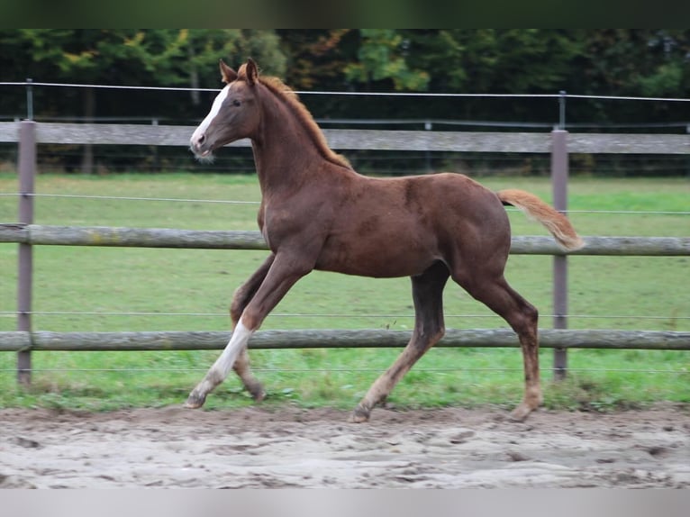 Holstein Mare Foal (07/2025) Chestnut in Appen