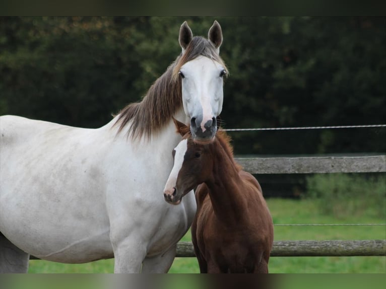 Holstein Mare Foal (07/2025) Chestnut in Appen
