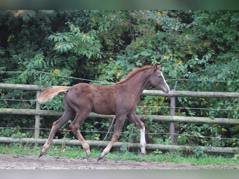 Holstein Mare Foal (07/2025) Chestnut in Appen