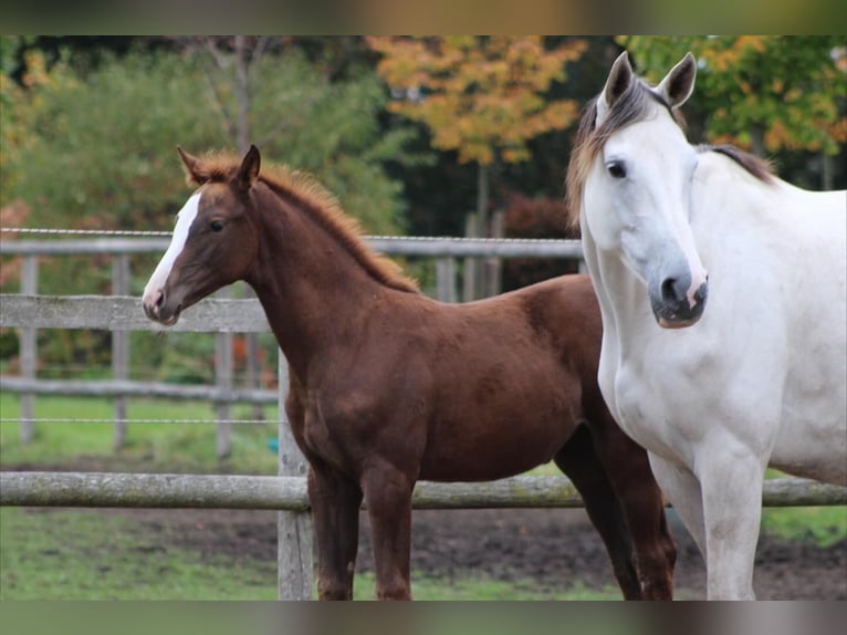 Holstein Mare Foal (07/2025) Chestnut in Appen