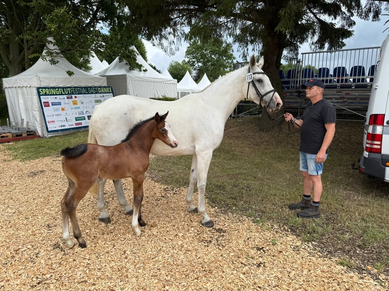 Holstein Mare Foal (06/2025) Gray-Dapple in Jardelund