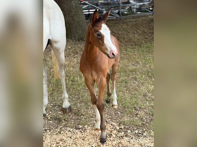 Holstein Mare Foal (06/2025) Gray-Dapple in Jardelund