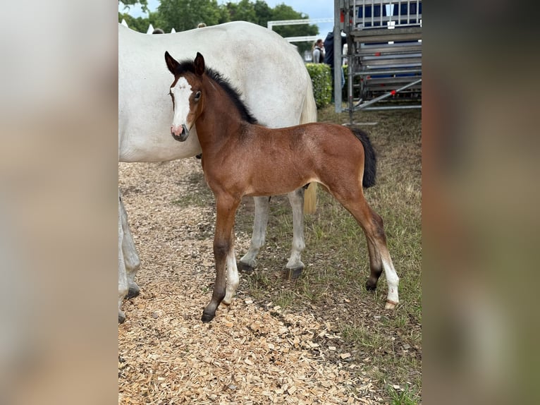 Holstein Mare Foal (06/2025) Gray-Dapple in Jardelund