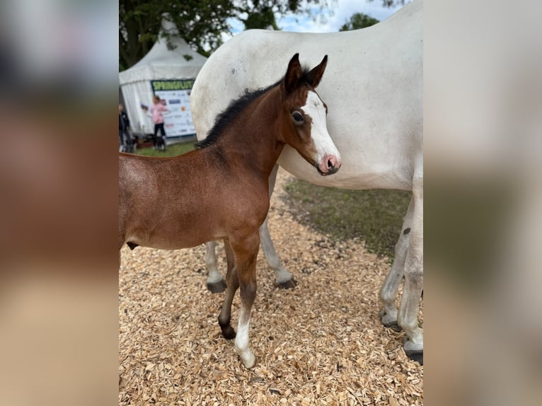 Holstein Mare Foal (06/2025) Gray-Dapple in Jardelund