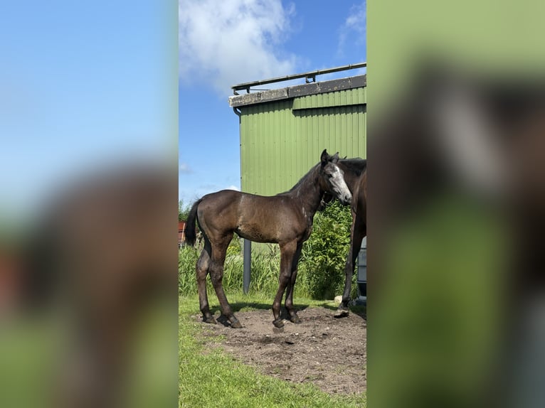 Holstein Mare  Gray in Neukirchen