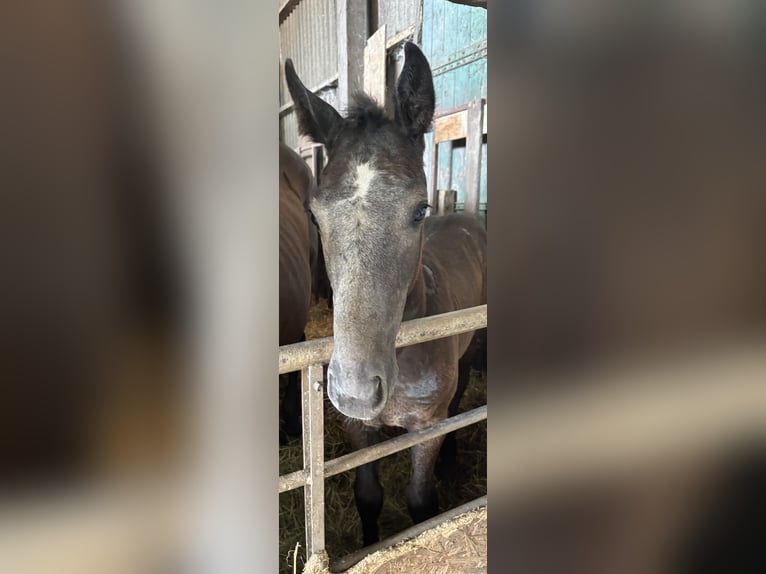 Holstein Mare  Gray in Neukirchen