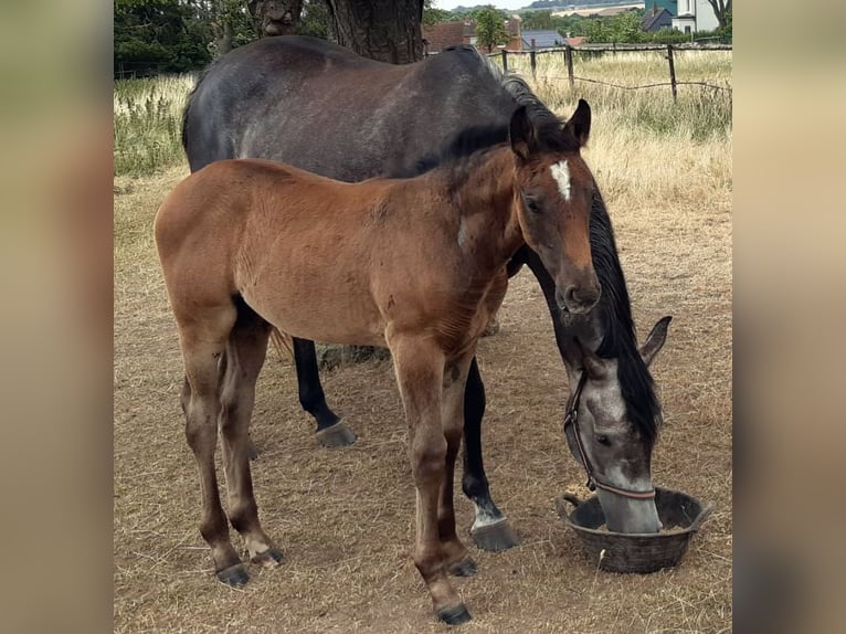 Holstein Mare Foal (05/2026) Grey in Arnstein
