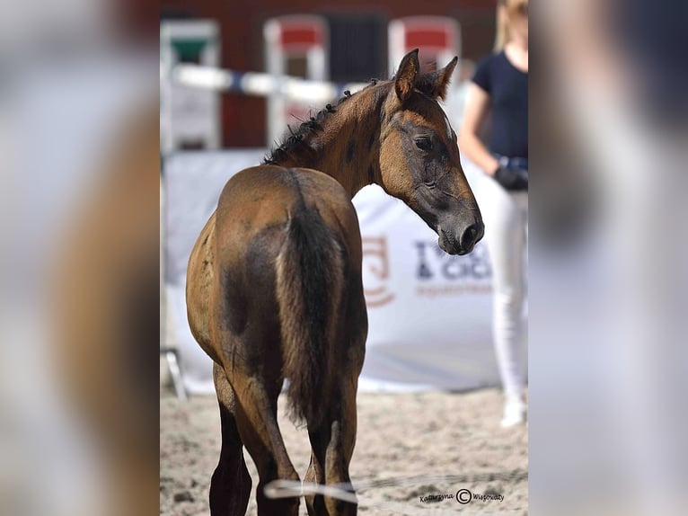 Holstein Mare Foal (06/2025) Grey in Gorlice