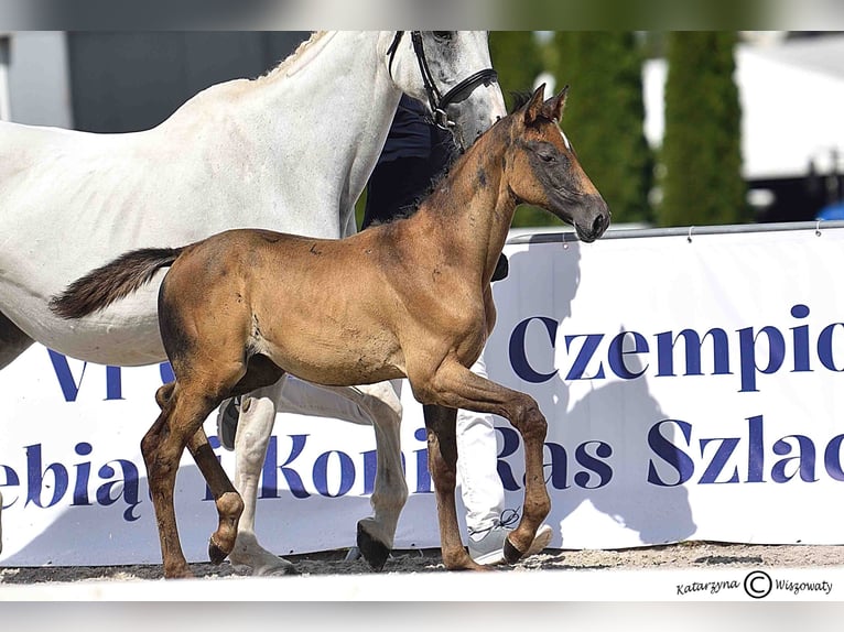 Holstein Mare Foal (06/2025) Grey in Gorlice